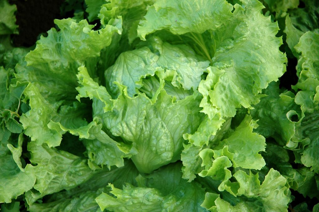 lettuce