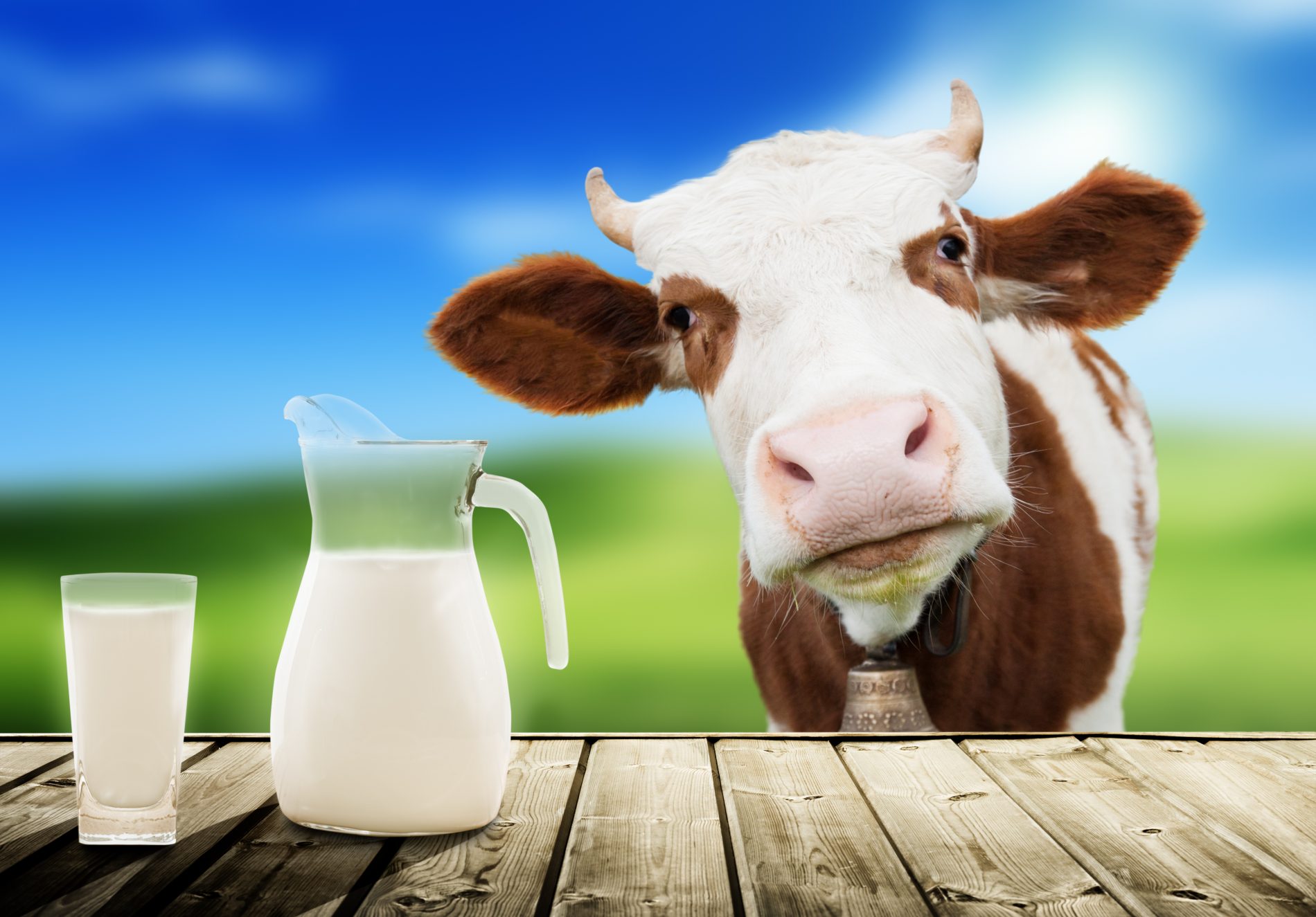 dairy milk