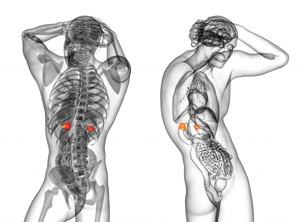 adrenal glands