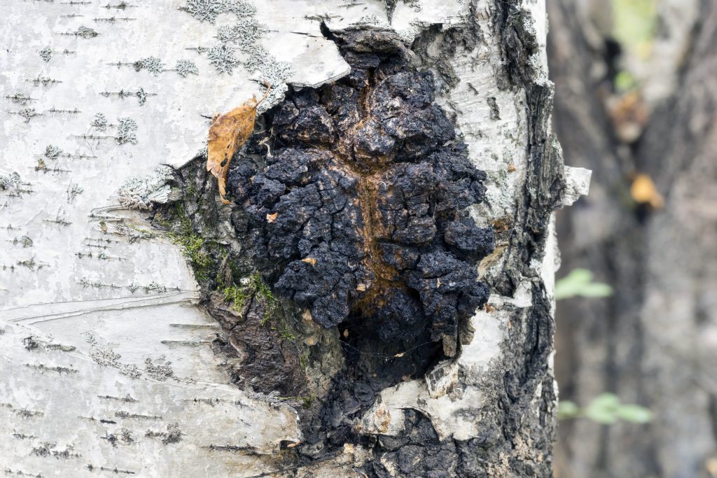 what is chaga