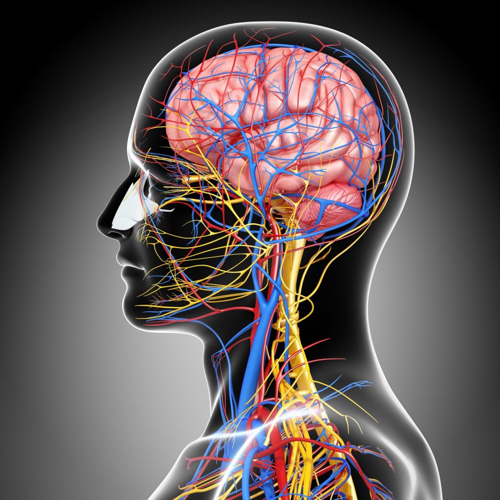 healthy nervous system