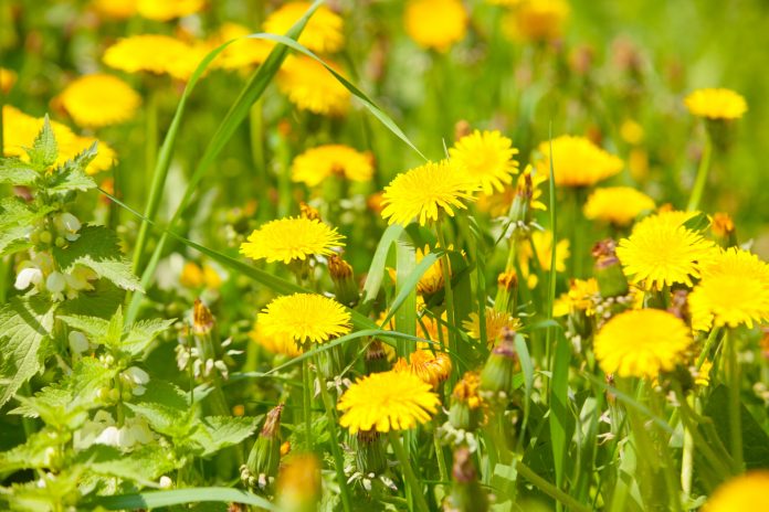 health benefits of dandelion health benefits of dandelion