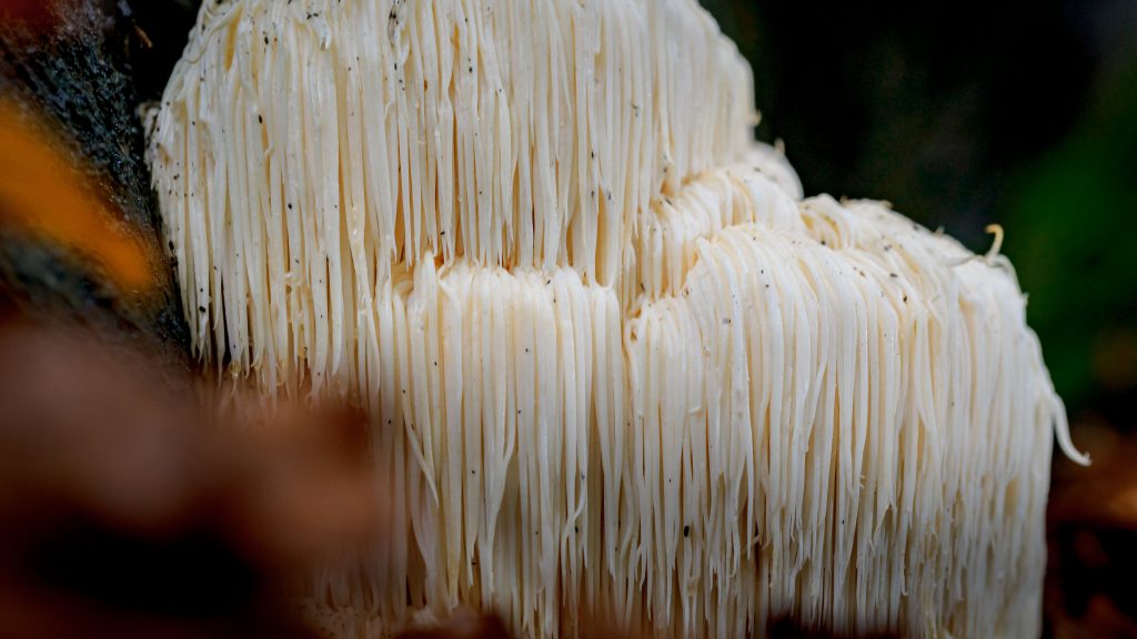 Lion’s Mane