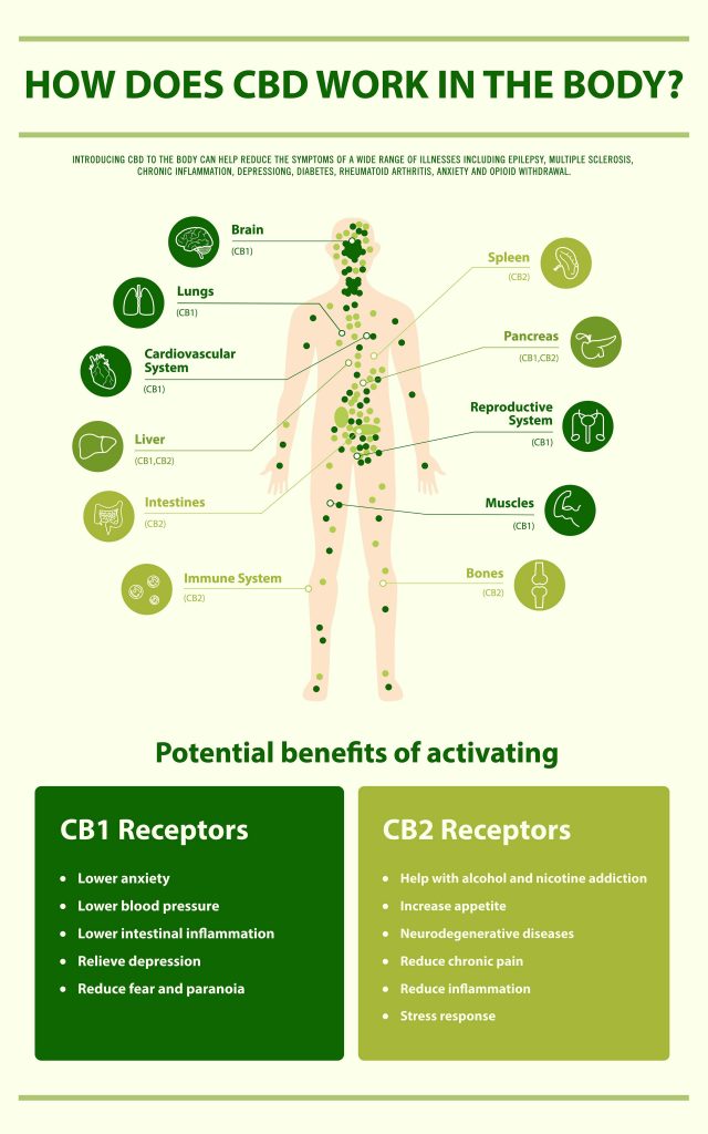 7 Benefits and Uses of CBD Oil - Night Helper