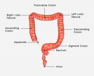 function of the colon