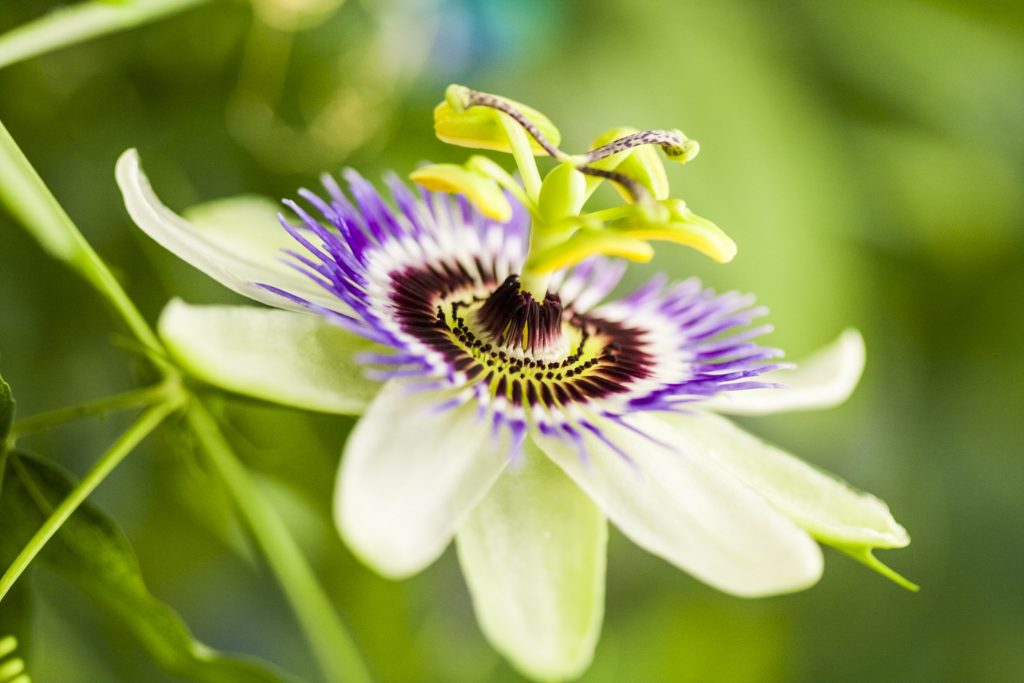 passion flower herb