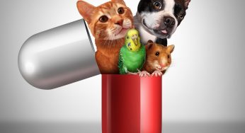 Pets and People: Benefits of Having a Pet