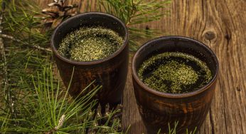 10 Unbelievable Things You Never Knew About Pine Needle Tea