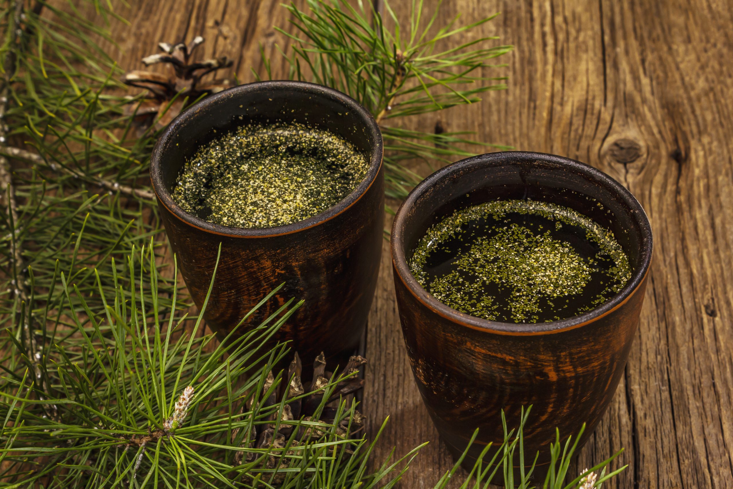 pine needle tea benefits, pine needle tea health benefits, where to buy pine needle tea, how to make pine needle tea, are pine needles safe for tea, are pine needles toxic to humans