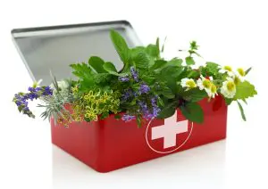 chamomile tea, chamomile, chamomile tea benefits, chamomile flower