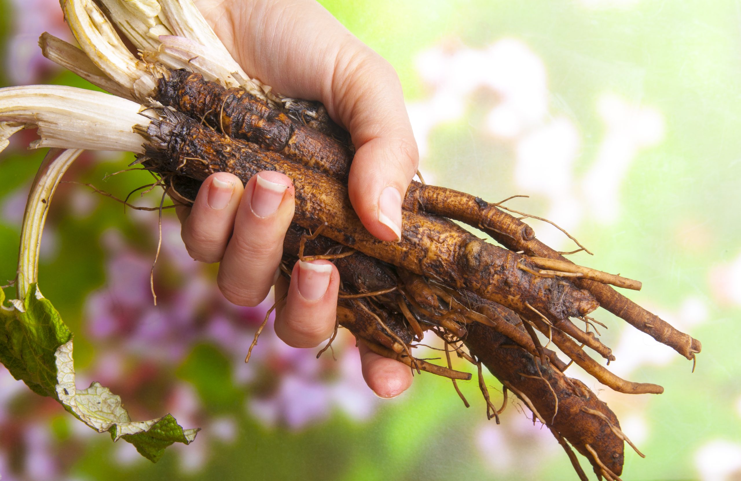 Burdock root, burdock root benefits, benefits of burdock root, burdock root tea, burdock root tea benefits, burdock root oil, burdock root issues, what is burdock root good for
