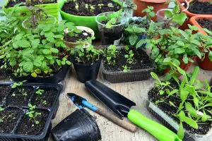 healing herbs herbs for healing herbs that heal herbs to heal